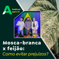 Mosca-branca x feijão - como evitar prejuízos?