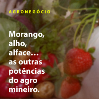 Morango, alho, alface… as outras potências do agro mineiro 
