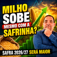 Milho sobe mesmo com a safrinha? Safra 2026/27 será maior