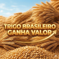 Trigo brasileiro ganha valor importações estão mais caras