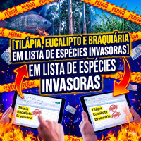Tilápia, eucalipto e braquiária: inclusão em lista de espécies invasoras pode comprometer o agronegócio