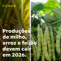 Produções de milho, arroz e feijão devem cair em 2026