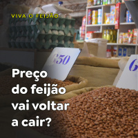 Preço do feijão vai voltar a cair?