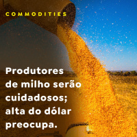 Produtores de milho serão cuidadosos alta do dólar preocupa