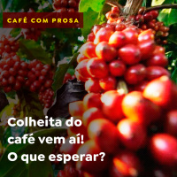 Colheita do café vem aí! O que esperar?