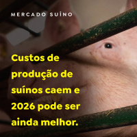 Custos de produção de suínos caem e 2026 pode ser ainda melhor 