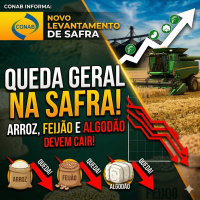 Produções de arroz, feijão e algodão devem cair Conab divulga novo levantamento de safra.
