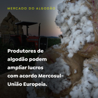 Produtores de algodão podem ampliar lucros com acordo Mercosul-União Europeia