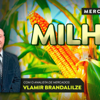 Produtores de milho já operam vendas da safrinha