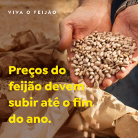 Preços do feijão devem subir até o fim do ano