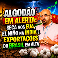 Algodão em alerta: seca nos EUA, El Niño na Índia e exportações do Brasil em alta
