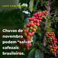 Chuvas de novembro podem “salvar” cafezais brasileiros.