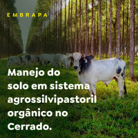 Manejo do solo em sistema agrossilvipastoril orgânico no Cerrado