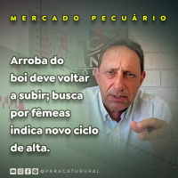 Arroba do boi deve voltar a subir busca por fêmeas indica novo ciclo de alta