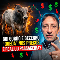  Boi Gordo e Bezerro queda nos preços é real ou passageira