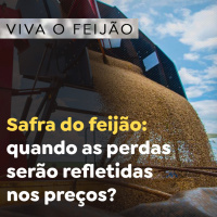 Safra do feijão: quando as perdas serão refletidas nos preços?
