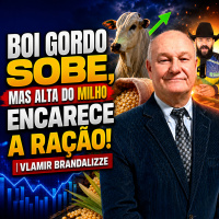 Boi Gordo sobe, mas alta do milho encarece a ração! | Vlamir Brandalizze