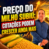 Preço do milho subiu cotações podem crescer ainda mais