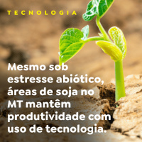 Mesmo sob estresse abiótico, áreas de soja no MT mantêm produtividade com uso de tecnologia