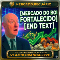  Bezerro Nelore a R$ 520 a Arroba Mercado Volta com Tudo após o Feriado