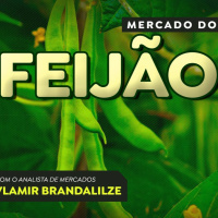 Saca do feijão já chega aos R$240 setembro será de preços melhores