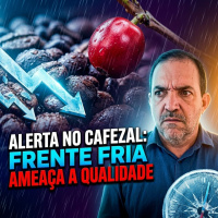 Alerta no Cafezal: Frente fria traz chuva e ameaça a qualidade da bebida na colheita