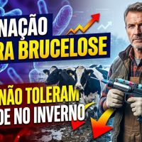 Vacinação contra brucelose Vacas não toleram umidade no inverno