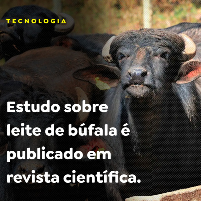 Paracatu Rural - Jornal do agronegócio