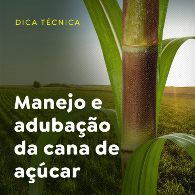 Paracatu Rural - Jornal do agronegócio