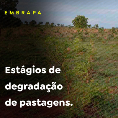 Paracatu Rural - Jornal do agronegócio