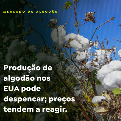 Paracatu Rural - Jornal do agronegócio
