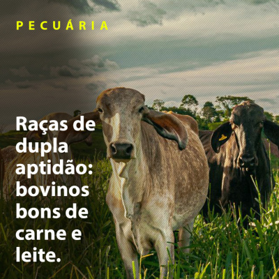 Paracatu Rural - Jornal do agronegócio
