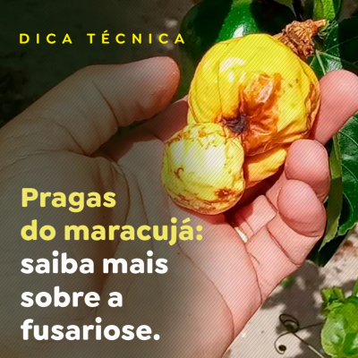 Paracatu Rural - Jornal do agronegócio