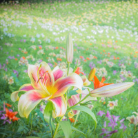 Ele te dá a Sua paz