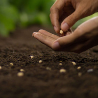 A parábola do semeador