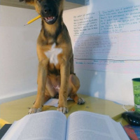 Nós Como Cachorros?