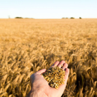 Trabalhadores da seara