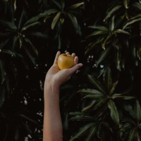 O fruto é bom ou mau?