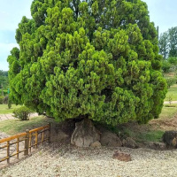 Jesus Cristo mudou meu viver