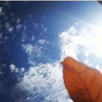 Contemplando a Criação