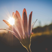 Esperança, a alegria em meio a tribulações