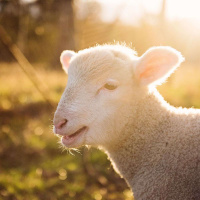 Conheça o bom Pastor