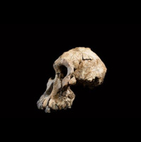 Somos todos primatas