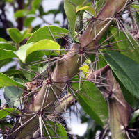 Ondas da Ciência 188 - Ora-pro-nóbis desidratado