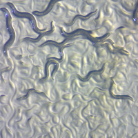 Ondas da Ciência 186 - Aplicações e divulgação do Verme C. elegans