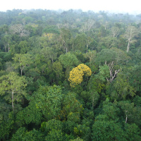 Ondas da Ciência 211 - Florestas secundárias e biodiversidade