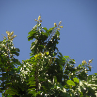 Ondas da Ciência 216 - Primeira produção de castanha-do-pará fora da Amazônia
