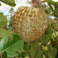 Ondas da Ciência 226 - Araticum: aliado no tratamento da doença de Alzheimer