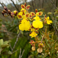 Ondas da Ciência 205 - Conservação da biodiversidade brasileira