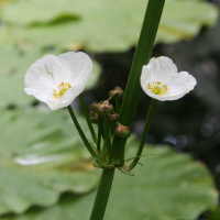 Ondas da Ciência 242 - Potencial medicinal das plantas chapéu-de-couro